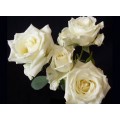 Spray Roses - Star White